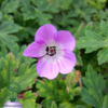 Geranium hybrid 'Sylvia's Surprise'®, Storkenæb