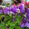 Aquilegia caerulea 'Spring Magic'® Navy and White, Akeleje