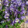 Aquilegia caerulea 'Spring Magic'® Navy and White, Akeleje