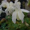 Aquilegia caerulea 'Spring Magic'® White, Akeleje