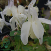 Aquilegia caerulea 'Spring Magic'® White, Akeleje