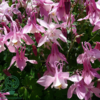 Aquilegia caerulea 'Spring Magic'® Rose and White, Akeleje