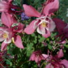 Aquilegia caerulea 'Spring Magic'® Rose and White, Akeleje