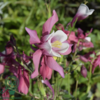 Aquilegia caerulea 'Spring Magic'® Rose and White, Akeleje