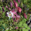 Aquilegia caerulea 'Spring Magic'® Rose and White, Akeleje