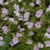 Geranium hybrid 'Dreamland'®, Storkenæb