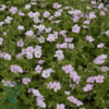 Geranium hybrid 'Dreamland'®, Storkenæb