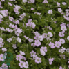Geranium hybrid 'Dreamland'®, Storkenæb