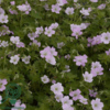 Geranium hybrid 'Dreamland'®, Storkenæb