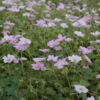 Geranium hybrid 'Dreamland'®, Storkenæb
