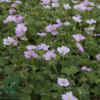 Geranium hybrid 'Dreamland'®, Storkenæb