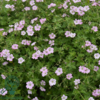 Geranium hybrid 'Dreamland'®, Storkenæb