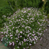 Geranium hybrid 'Dreamland'®, Storkenæb