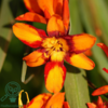 Crocosmia x crocosmiiflora 'Emily McKenzie', Montbretia