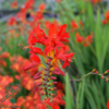 Crocosmia x curtonus 'Lucifer', Montbretia