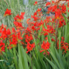 Crocosmia x curtonus 'Lucifer', Montbretia