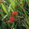 Crocosmia x curtonus 'Lucifer', Montbretia