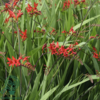 Crocosmia x curtonus 'Lucifer', Montbretia