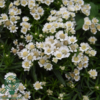 Achillea ptarmica 'Nana Compacta', Nyse røllike