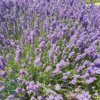 Lavandula angustifolia 'Hidcote Blue', Lavendel