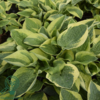 Hosta sieboldiana-hybrid 'Wide Brim', Funkia C2,0