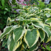Hosta sieboldiana-hybrid 'Wide Brim', Funkia C2,0