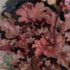 Heuchera hybrid 'Cherry Cola'®, Alunrod