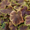 Heucherella hybrid 'Solar Eclipse'®, Alunrod