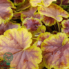 Heucherella hybrid 'Solar Eclipse'®, Alunrod