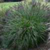 Pennisetum alopecuroides 'Red Head' - robust, Lampepudsergræs