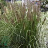 Pennisetum alopecuroides 'Red Head' - robust, Lampepudsergræs