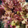 Heuchera hybrid 'Marmalade'®, Alunrod