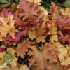 Heuchera hybrid 'Marmalade'®, Alunrod
