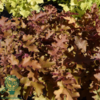 Heuchera hybrid 'Marmalade'®, Alunrod