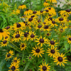 Rudbeckia hybrid 'Little Goldstar'®, Solhat