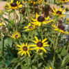 Rudbeckia hybrid 'Little Goldstar'®, Solhat