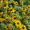 Rudbeckia hybrid 'Little Goldstar'®, Solhat