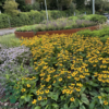 Rudbeckia hybrid 'Little Goldstar'®, Solhat