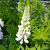 Lupinus polyphyllus 'Fräulein'