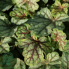 Heuchera hybrid 'Green Spice'®, Alunrod