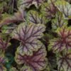 Heuchera hybrid 'Green Spice'®, Alunrod