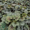 Heuchera hybrid 'Green Spice'®, Alunrod