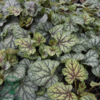 Heuchera hybrid 'Green Spice'®, Alunrod