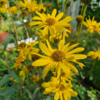 Helianthus rigidus 'Miss Mellish', Staudesolsikke