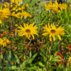 Helianthus rigidus 'Miss Mellish', Staudesolsikke