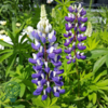 Lupinus polyphyllus 'Kastellan'