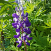 Lupinus polyphyllus 'Kastellan'