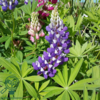 Lupinus polyphyllus 'Kastellan'