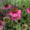 Echinacea hybrid 'Delicious Candy'®, Solhat