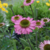 Echinacea hybrid 'Delicious Candy'®, Solhat